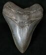 Top Quality Megalodon Tooth - Serrated #16224-1